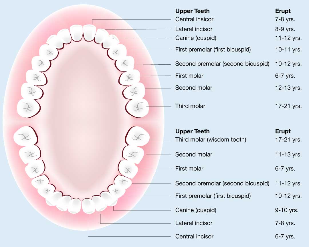 Permanent (Adult) Teeth Eruption Chart