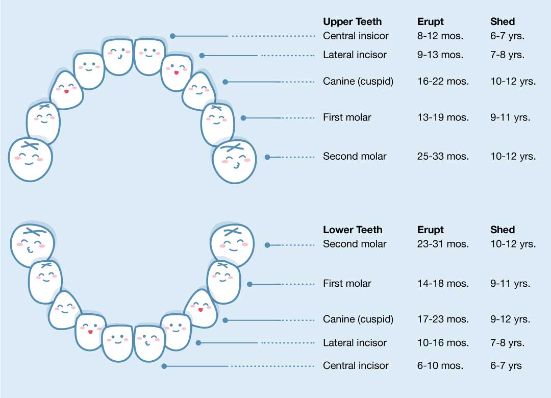 Primary (Baby) Teeth Eruption Chart